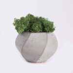 plant4-free-img