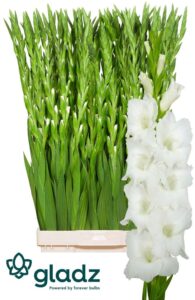 Gladiolus La Nova Zembla