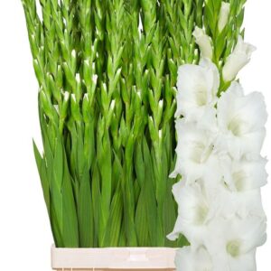 Gladiolus La Nova Zembla