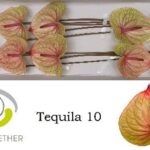 Anthurium Tequila