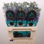 Delphinium El Guardian Blue