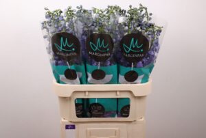 Delphinium El Guardian Blue