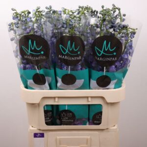 Delphinium El Guardian Blue