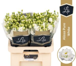 Lisianthus Do Alissa Pure White