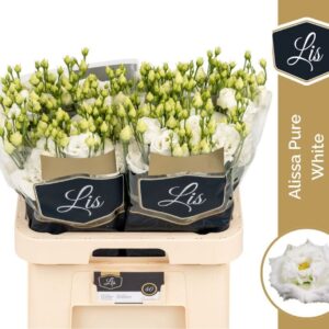 Lisianthus Do Alissa Pure White