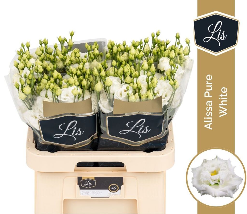 0x14A362244B4DC37706873B7901E13A4580436315.jpg Lisianthus Do Alissa Pure White - immagine 1