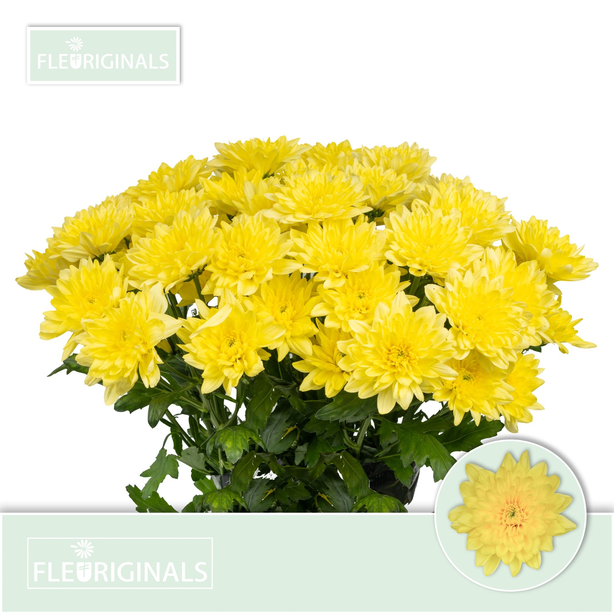 0x22BCB83E680CD053523FE8853267CEB463FDA7B5.jpg Chrys Sp Baltica Yellow - immagine 1