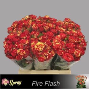 Rosa Spray Fire Flash
