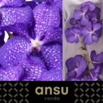 Vanda Blue Magic