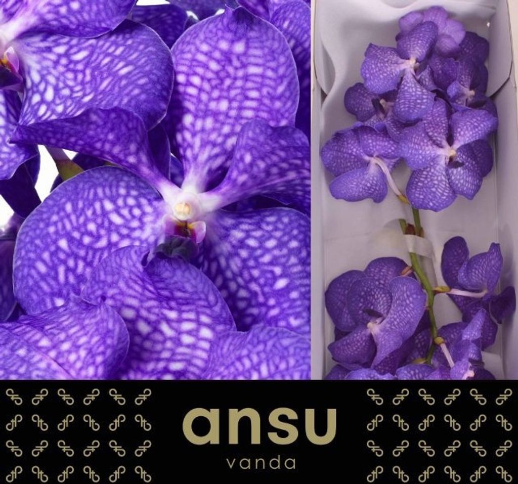 0x2D2D28C870189D511981153C3995676EC370EC99.jpg Vanda Blue Magic - immagine 1
