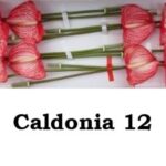 Anthurium Caldonia