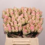 Rosa Large Pink Athena