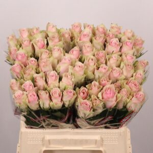 Rosa Large Pink Athena