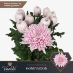 Chrys Bl Honeymoon
