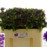 Campanula Glom Superba