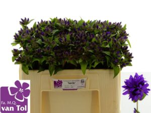 Campanula Glom Superba