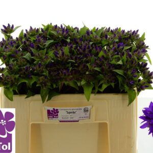 Campanula Glom Superba