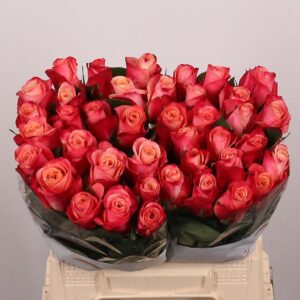 Rosa Large Helene
