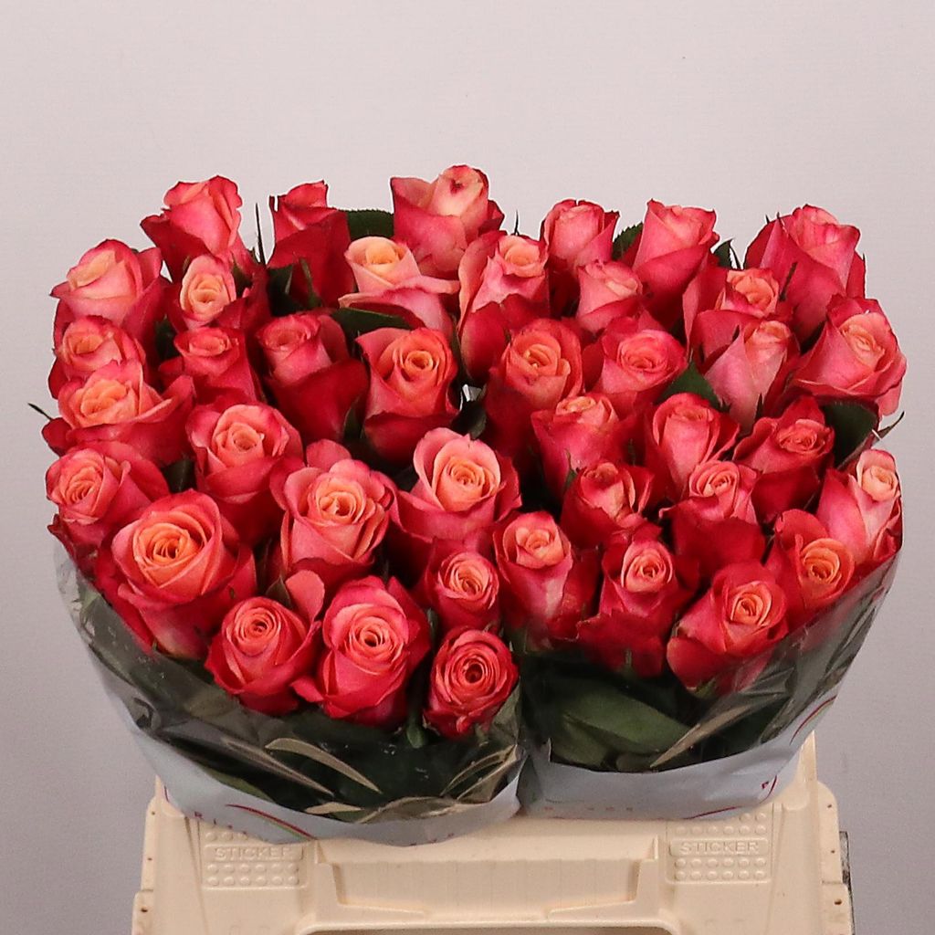 0x64680CE8D0033677C4E1E54740D2F30487061635.jpg Rosa Large Helene - immagine 1