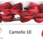 Anthurium Cantello