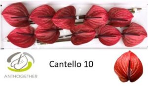 Anthurium Cantello