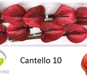 Anthurium Cantello
