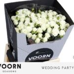 Rosa Spray Wedding Party
