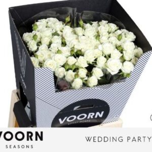 Rosa Spray Wedding Party