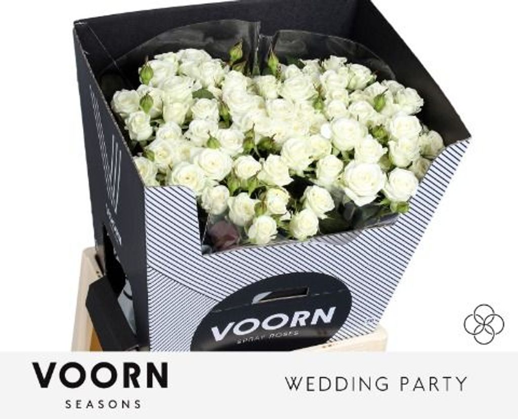 0x6F7653569AD3AE4E0BFB14DA62F6AEDE31A621FE.jpg Rosa Spray Wedding Party - immagine 1