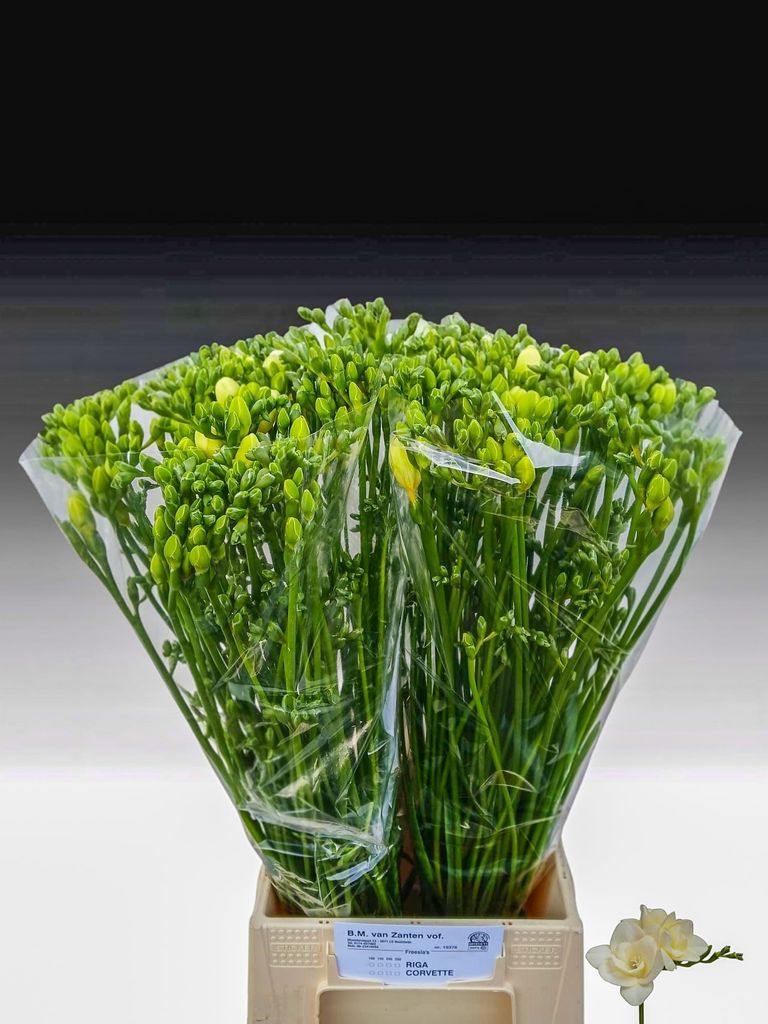 0x84F2A43A0F3B6C28517E383E460889C96DFCF305.jpg Freesia Do Riga - immagine 1