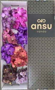 Vanda Mix In Box