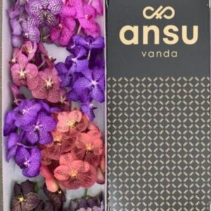 Vanda Mix In Box