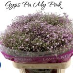 Gyps My Pink