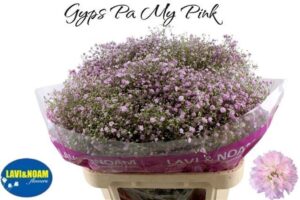 Gyps My Pink