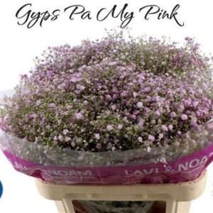 Gyps My Pink