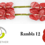 Anthurium Rambla