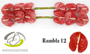 Anthurium Rambla