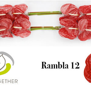 Anthurium Rambla