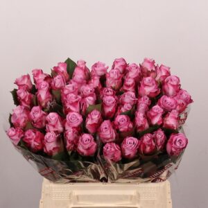 Rosa Large Maritim