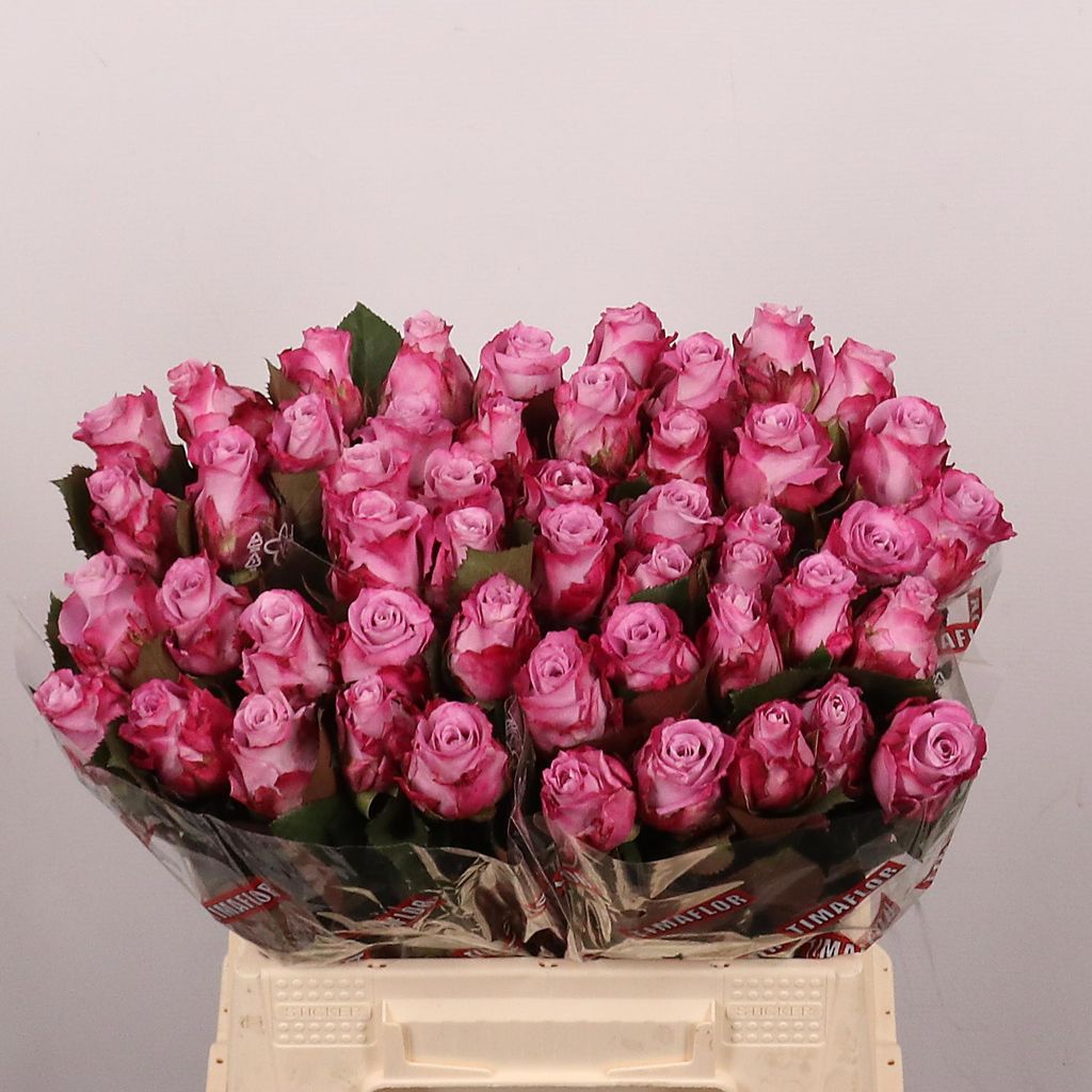0xB0FD1D1F03767A63FB255C14253E4C6240ED4A8E.jpg Rosa Large Maritim - immagine 1