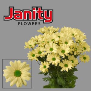 Chrys Sp Kennedy Cream