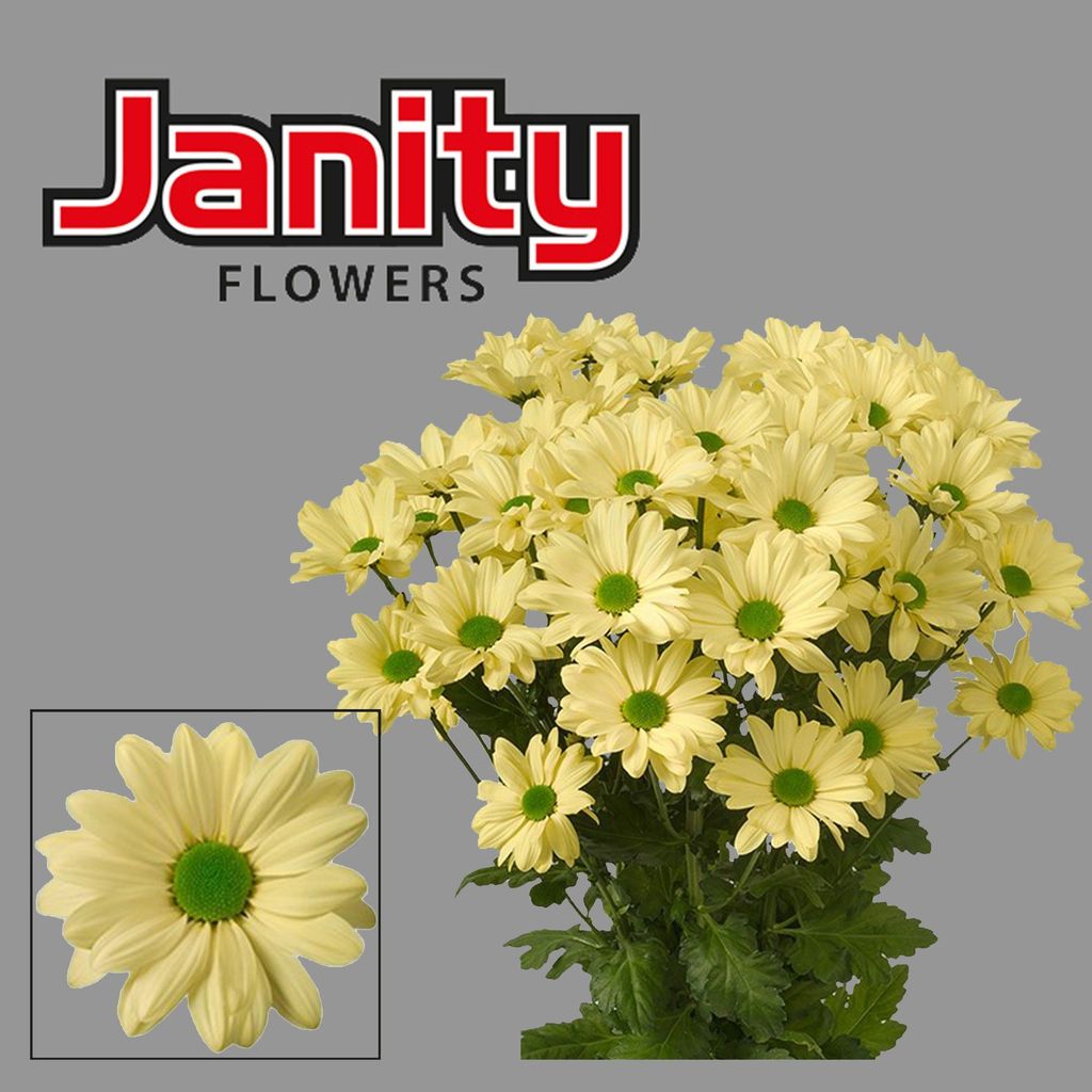0xB9DD221D45FD5D19FDA696DC40A01537A1B95E5C.jpg Chrys Sp Kennedy Cream - immagine 1