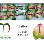 Anthurium Zafira