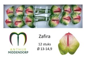 Anthurium Zafira