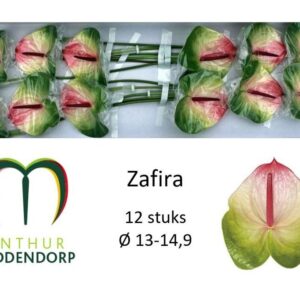 Anthurium Zafira