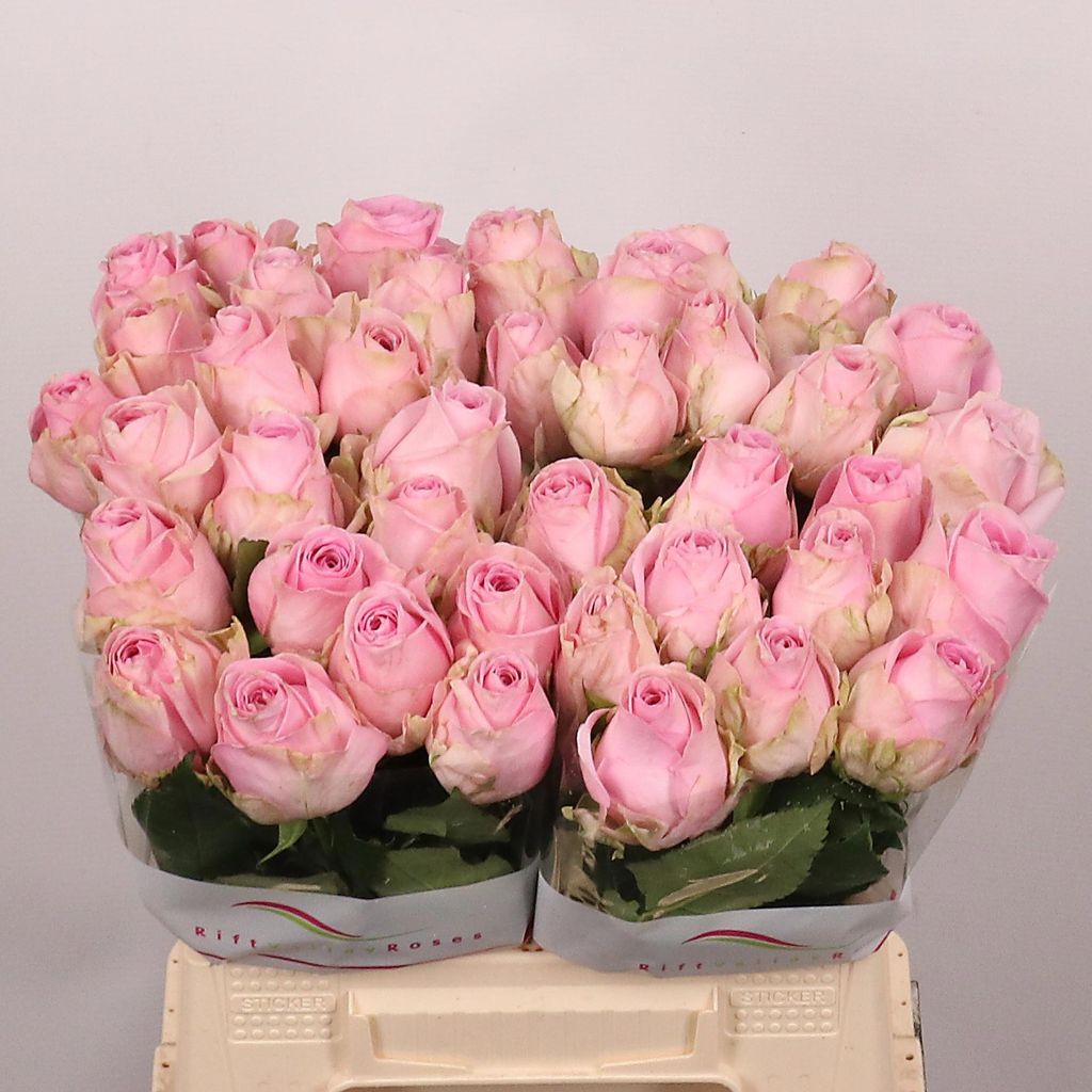 0xDFFE168B24ECB987A683F97943CF59C4662465F8.jpg Rosa Large Heidi - immagine 1