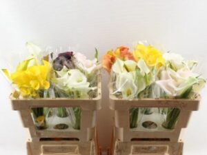 Zantedeschia Mix Double
