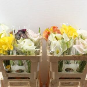Zantedeschia Mix Double