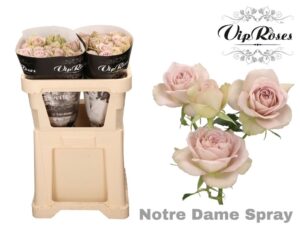 Rosa Spray Notre Dame