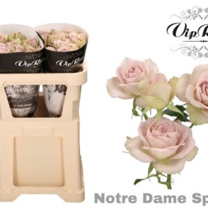 Rosa Spray Notre Dame